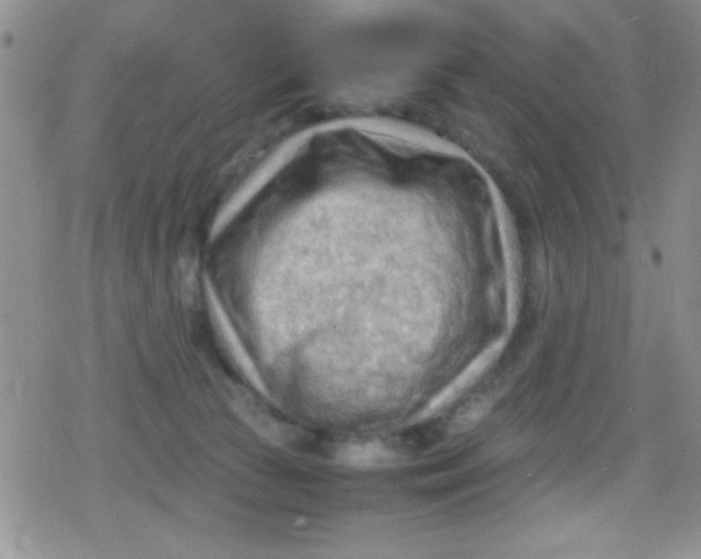 X0000079340177200612082033