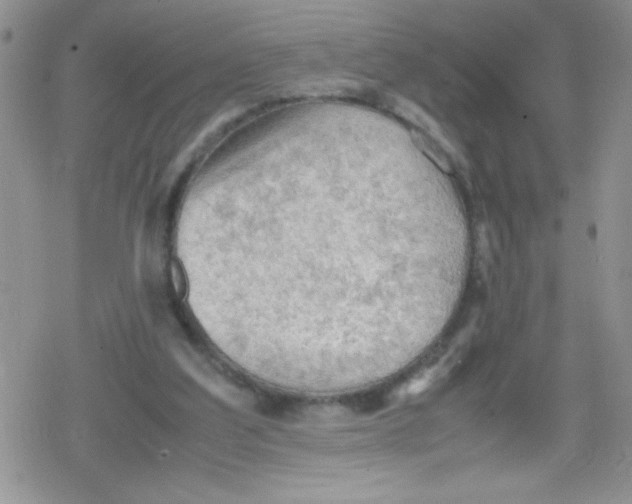 X0000079340203200612082033