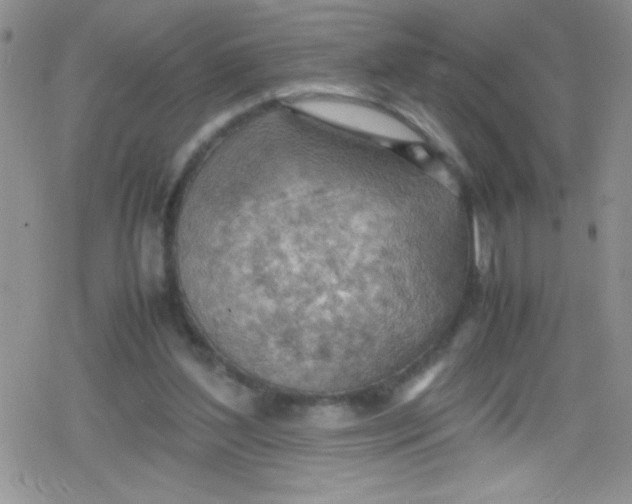 X0000079340204200612082032