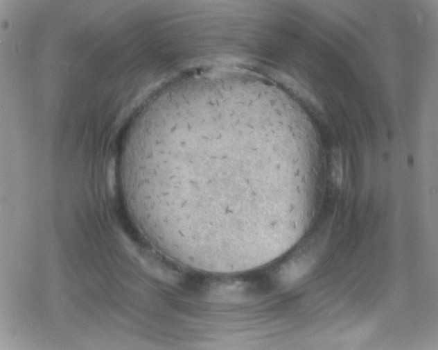 X0000079340206200612082032