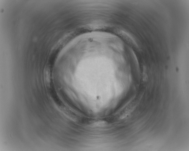 X0000079340210200612082032