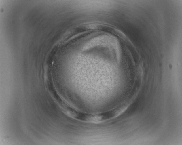 X0000079340217200612082032