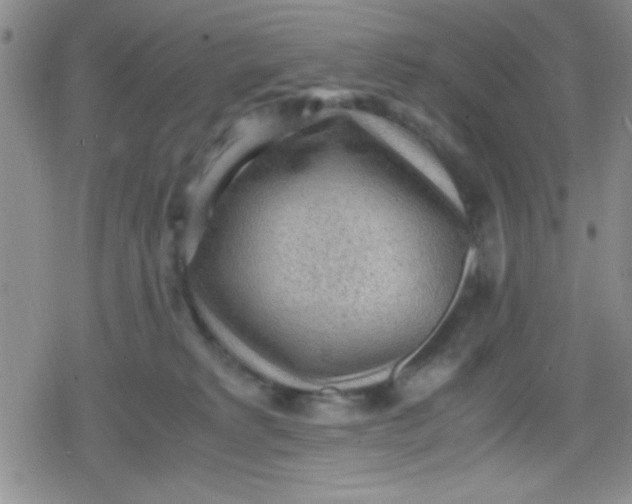 X0000079340229200612082032