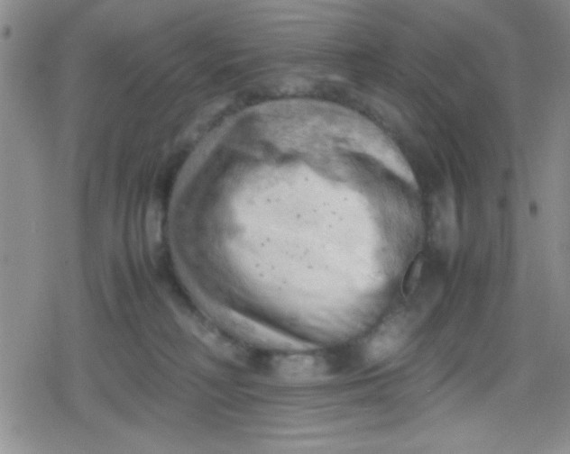 X0000079340230200612082032