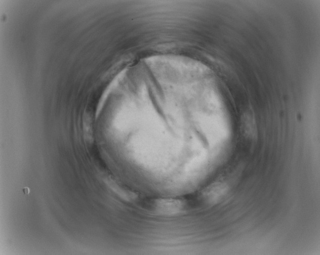 X0000079340234200612082032