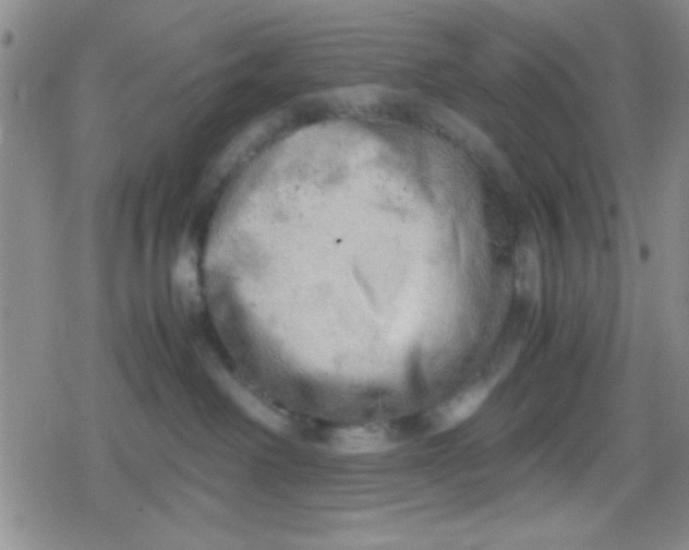 X0000079340238200612082032