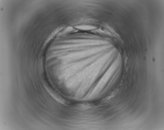 X0000079340250200612082031