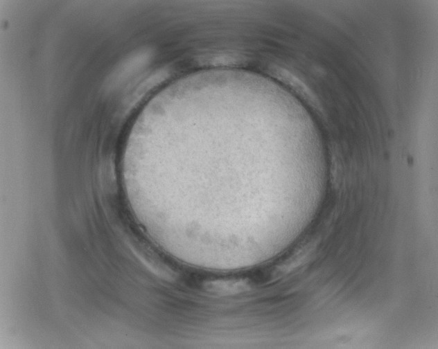 X0000079340251200612082031