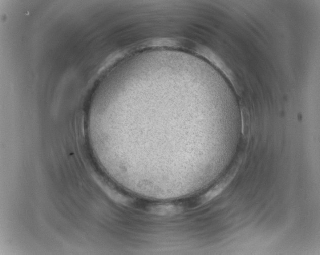 X0000079340253200612082031