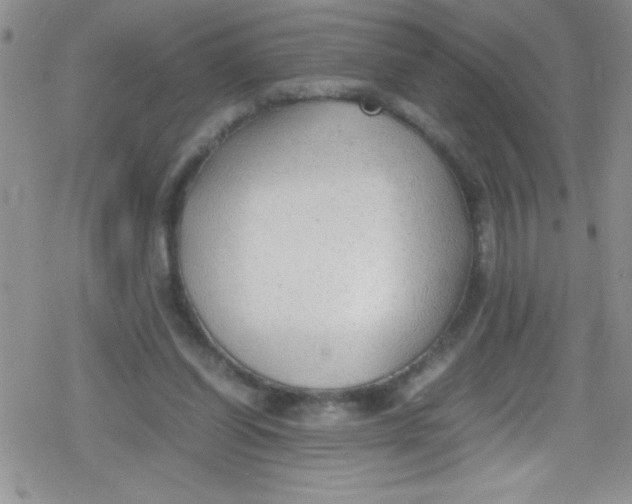 X0000079340254200612082031