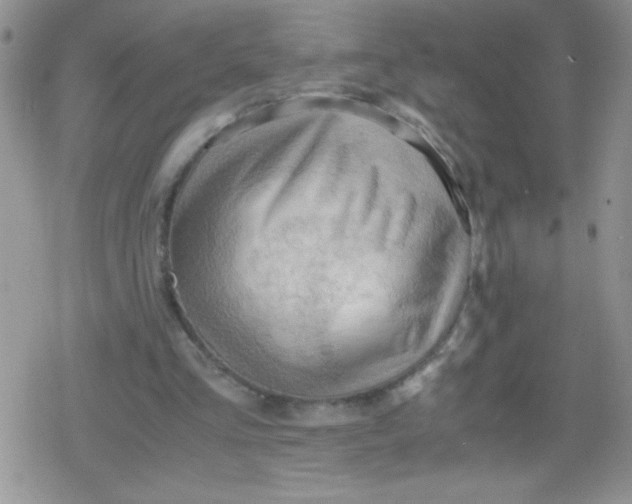 X0000079340293200612082031