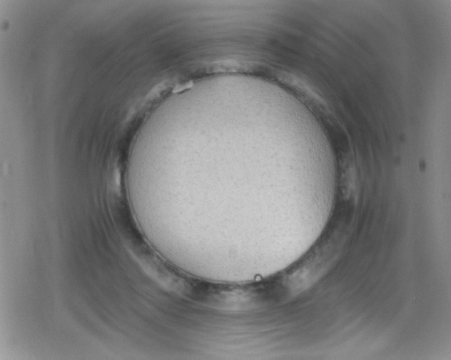 X0000079340310200612082031