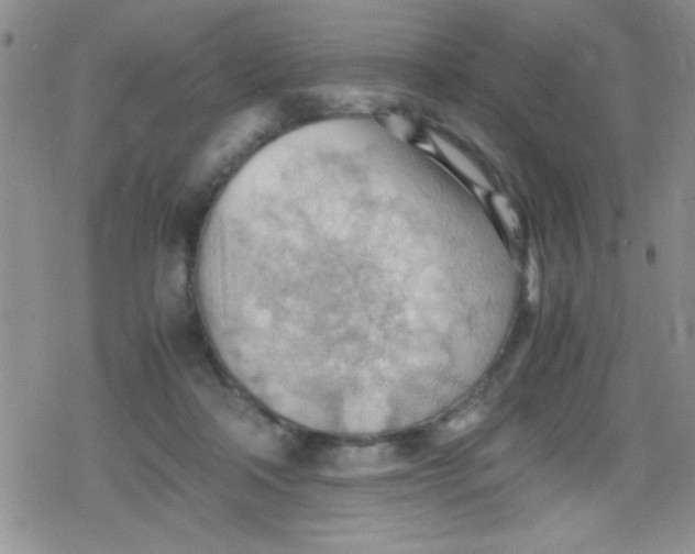 X0000079340314200612082031