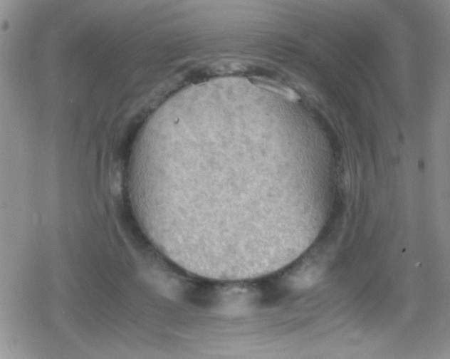 X0000079340315200612082031