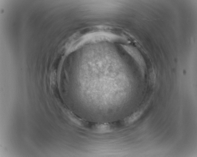 X0000079340325200612082031