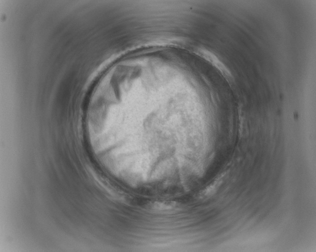 X0000079340346200612082030