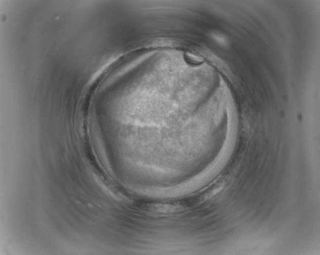 X0000079340347200612082030