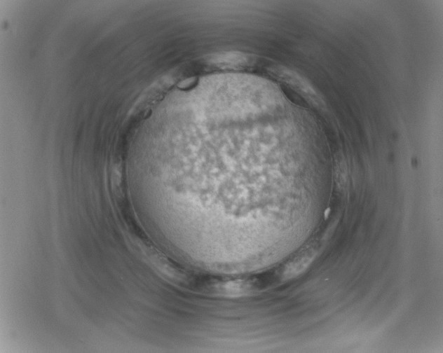 X0000079340365200612082030