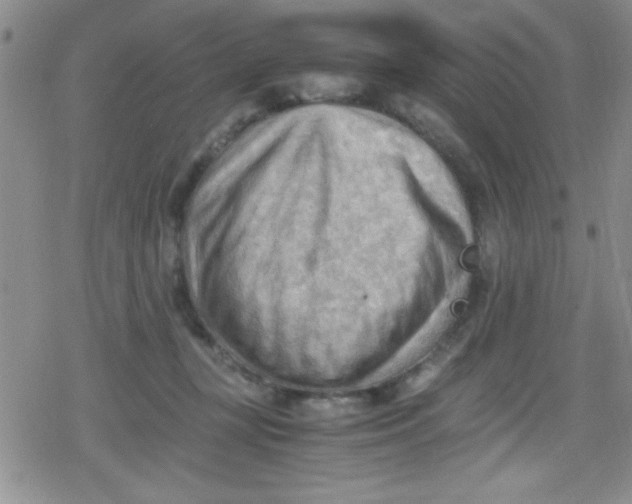 X0000079340367200612082030