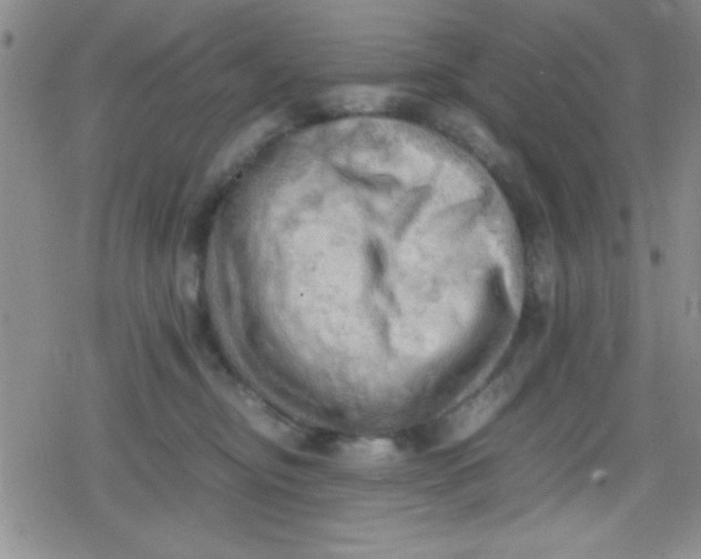 X0000079340374200612082030