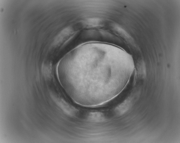 X0000079340376200612082030