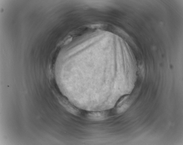 X0000079340381200612082030