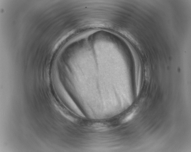 X0000079340390200612082029