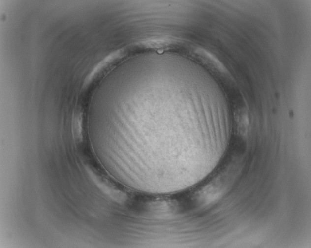 X0000079340404200612082029