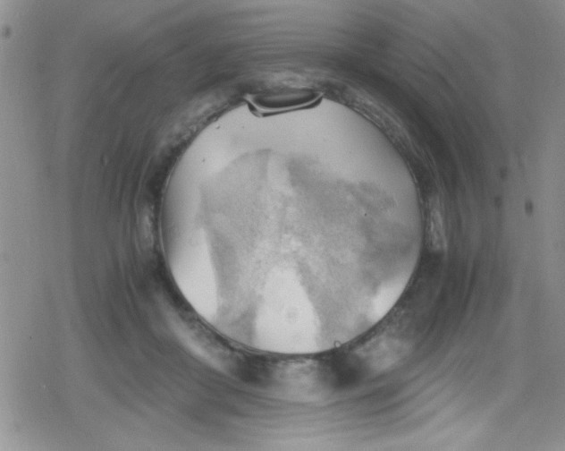 X0000079340410200612082029