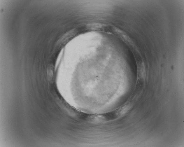 X0000079340427200612082029