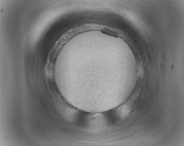 X0000079340431200612082029