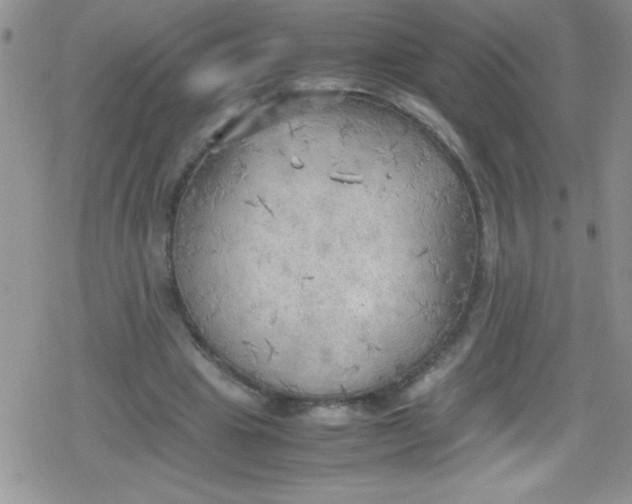 X0000079340441200612082028