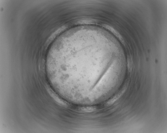 X0000079340445200612082028