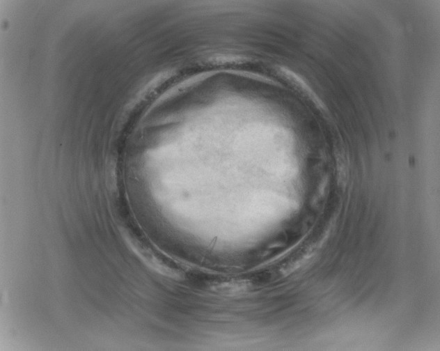 X0000079340447200612082028