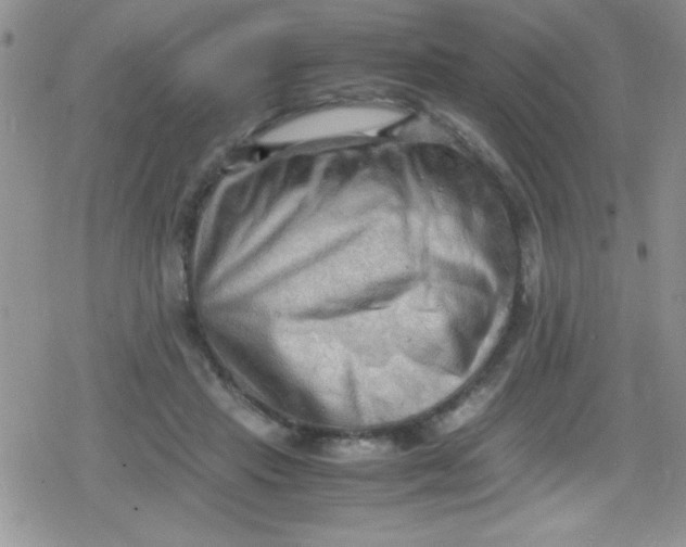 X0000079340453200612082028