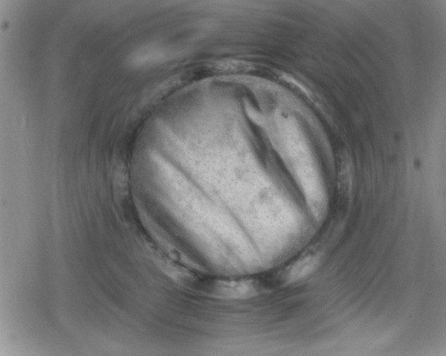 X0000079340469200612082029