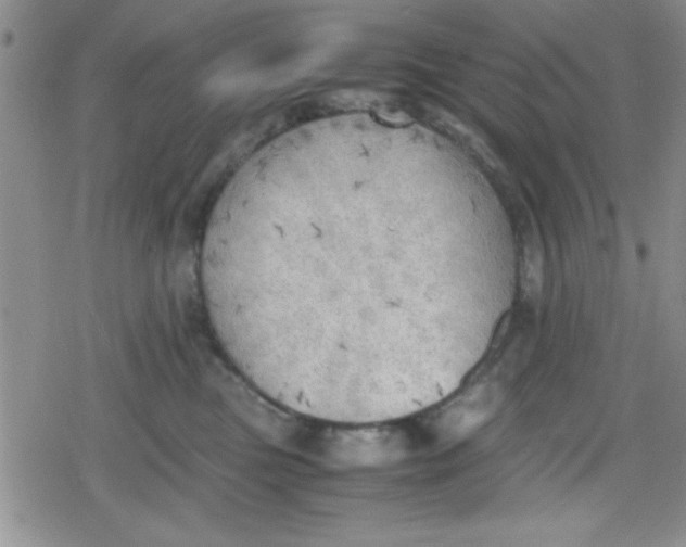 X0000079340473200612082029