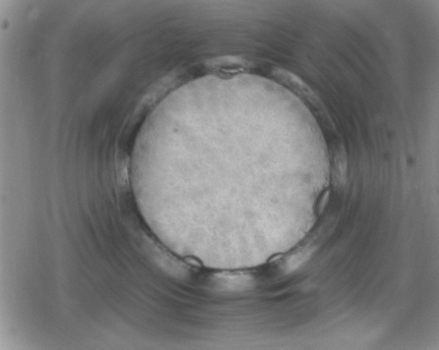 X0000079340477200612082029