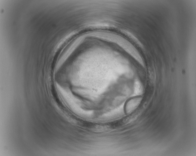 X0000079340487200612082028