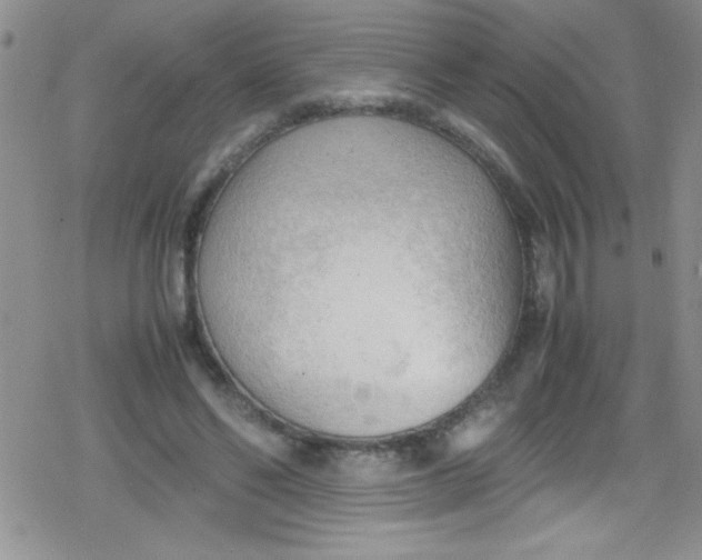 X0000079340494200612082028