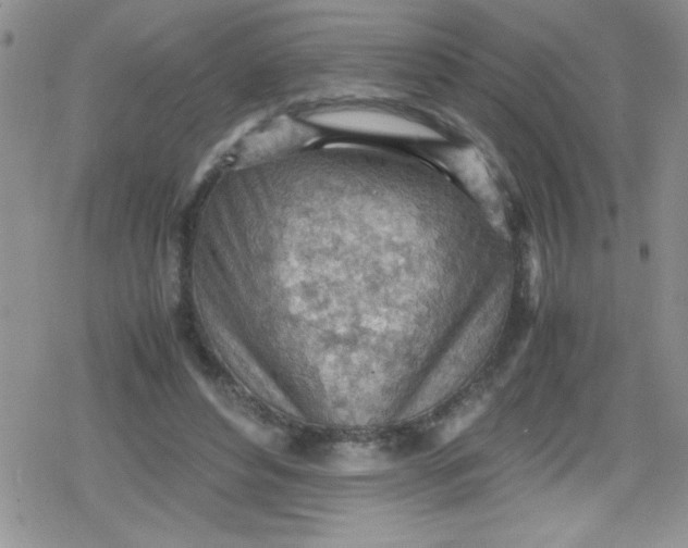 X0000079340496200612082028