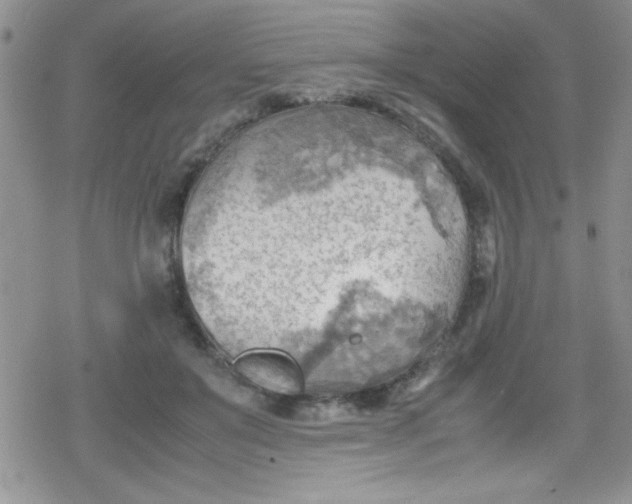 X0000079340503200612082028