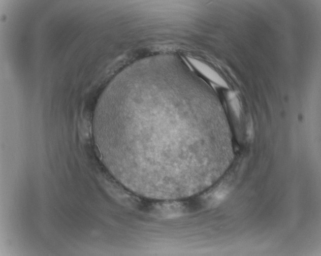 X0000079340517200612082027