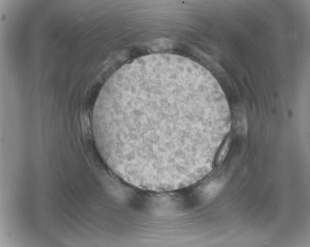 X0000079340523200612082027