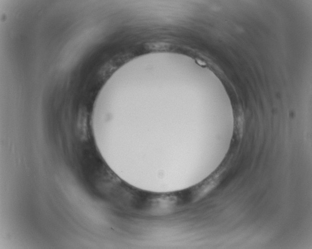 X0000079340525200612082027