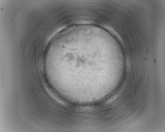 X0000079340533200612082027