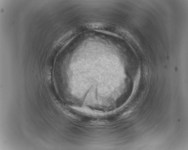 X0000079340545200612082027