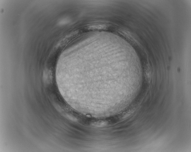 X0000079340551200612082027