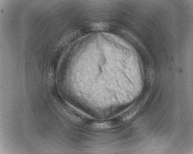 X0000079340557200612082027