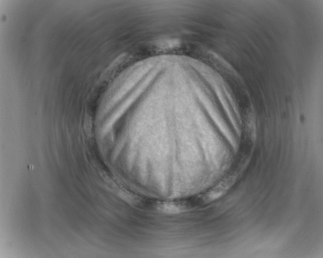 X0000079340565200612082027